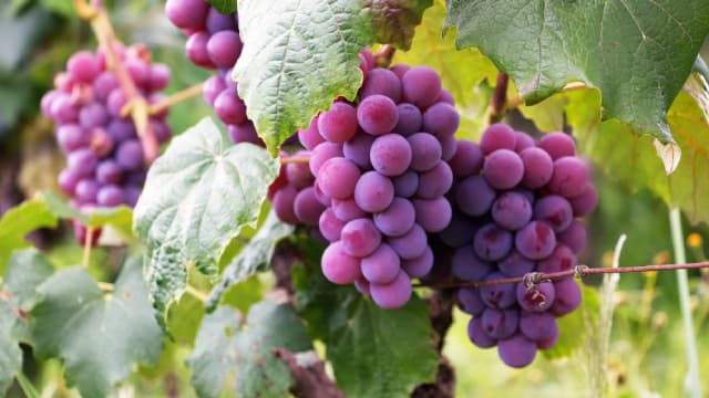 Will Bunge Global (BG) Beat Estimates Again in Its Next Earnings Report?