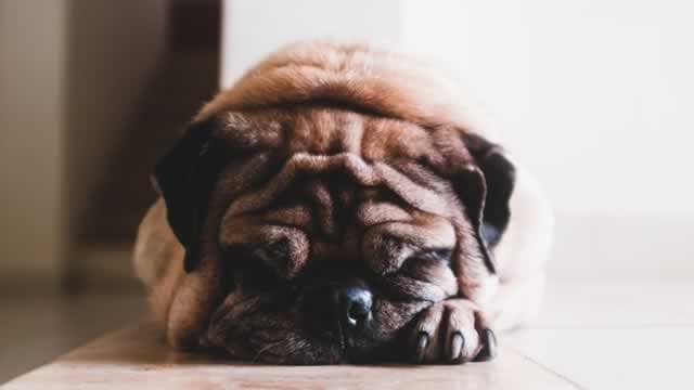 Is Central Garden & Pet (CENT) Stock Undervalued Right Now?