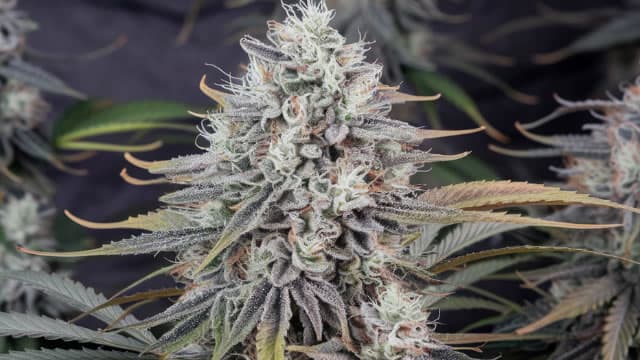 Tilray Brands Is Looking Better