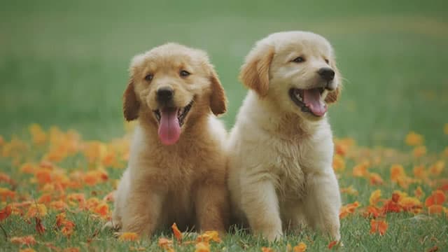 Is the 10% EBITDA Margin Target Finally Within Reach for Chewy?