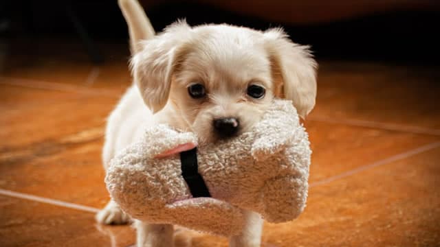 CHWY's Vet Care Expansion Strengthens Its High-Margin Health Business