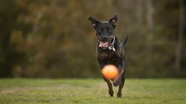 Chewy (CHWY) Up 10.1% Since Last Earnings Report: Can It Continue?
