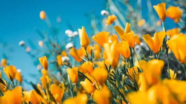 Should Value Investors Buy Central Garden & Pet (CENT) Stock?