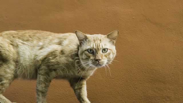 Here's Why Central Garden (CENT) is a Strong Growth Stock