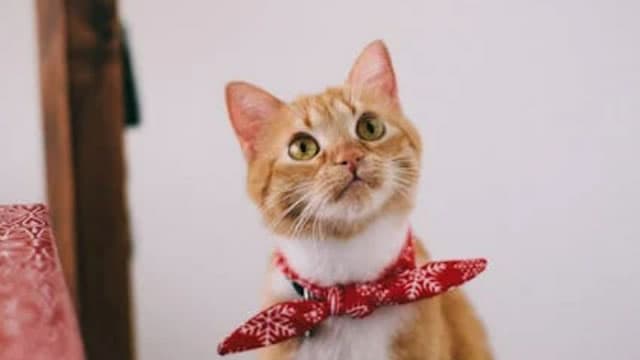 Don't Be Fooled by Chewy's Most-Cited Statistic