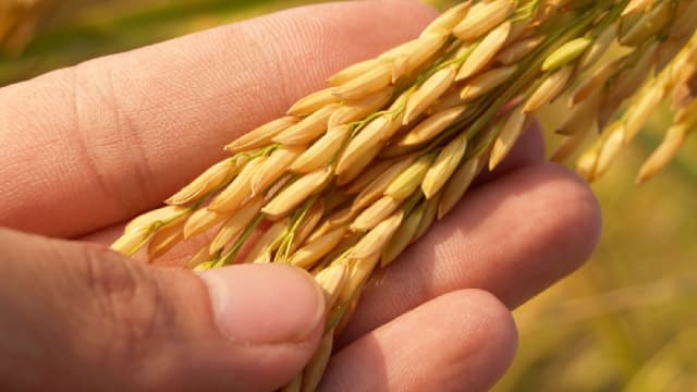 Here's Why United Natural Foods (UNFI) is a Strong Momentum Stock