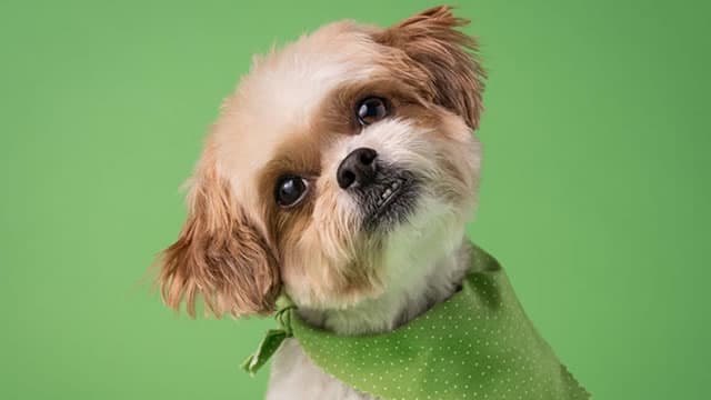 Down 50%, Is Chewy Stock a Buy on the Latest Dip?