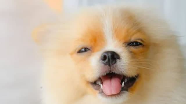 Chewy's Market Share Gains Are Driven by Health and Customer Loyalty