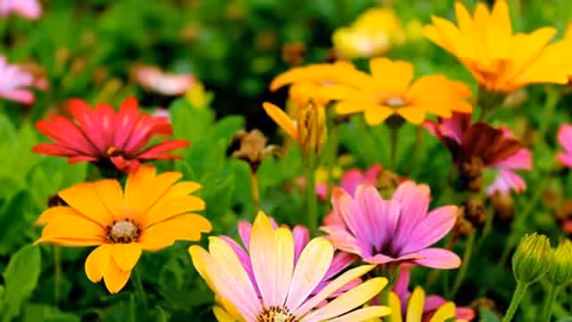 Central Garden & Pet: Margin Strength Intact Despite Soft Demand