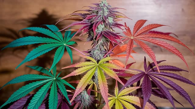 3 Top Marijuana Stocks In The Cannabis Sector