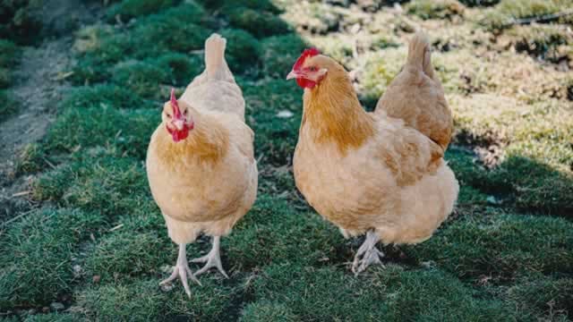 Is Phibro Animal Health (PAHC) a Great Value Stock Right Now?