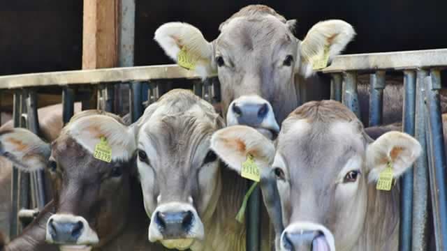Is Beaten-Down Phibro Animal Health Stock a Buy Following an Insider Purchase of 10,000 Shares?