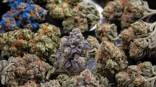 Disruptive Theme of the Week: Cannabis Staging a Comeback