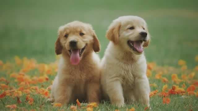 U.S. Pet Insurance Market Growth Slows In 2025, But Still Robust