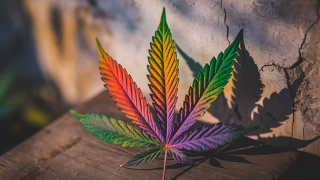 Top Canadian Cannabis Penny Stocks to Watch This Month
