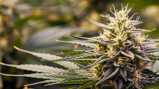 Canopy Growth Corporation (CGC) Declines More Than Market: Some Information for Investors