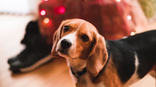 Earnings Estimates Rising for Chewy (CHWY): Will It Gain?