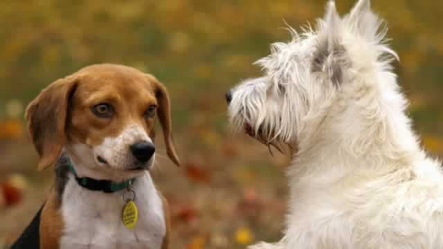 Can Central Garden's Pet Innovation Fuel Next Growth Phase?