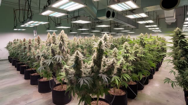Tilray Looks Ready for a Breakout -- If 1 Thing Goes Right