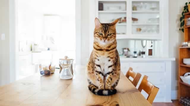 Why Central Garden (CENT) is a Top Growth Stock for the Long-Term