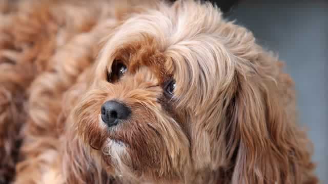 Is Central Garden & Pet (CENT) Outperforming Other Consumer Discretionary Stocks This Year?