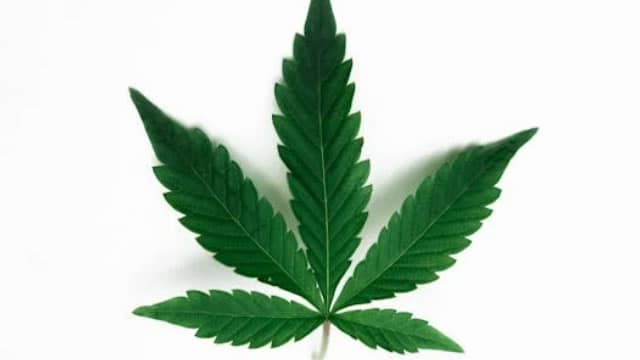 Canopy Growth Corporation (CGC) Is a Trending Stock: Facts to Know Before Betting on It