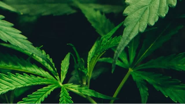 Canopy Growth Corporation (CGC) Stock Declines While Market Improves: Some Information for Investors