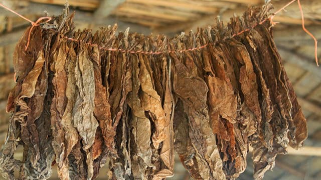 Nicotine Pouch Craze Lifts This Stock 80%, To Near A Buy Point