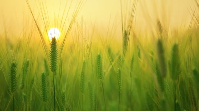 BioHarvest Sciences CEO reflects on milestone year in shareholder letter