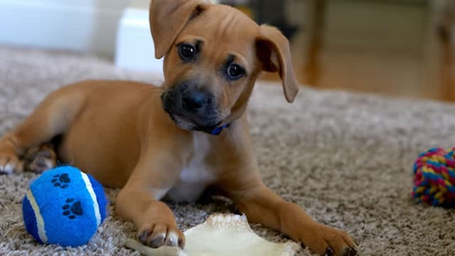 Here's Why Chewy (CHWY) is a Strong Growth Stock