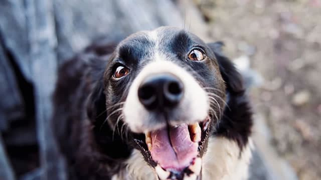 Chewy: CEO's Warnings Are Justified, But The Stock Is Now Too Cheap To Ignore (Rating Upgrade)