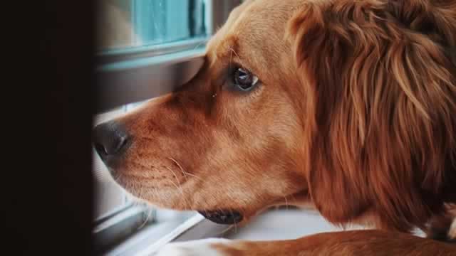 Central Garden (CENTA) Upgraded to Buy: Here's Why