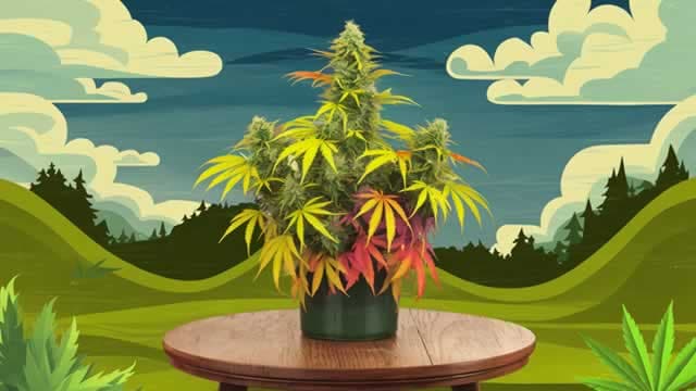 Why Canopy Growth Corporation (CGC) Dipped More Than Broader Market Today