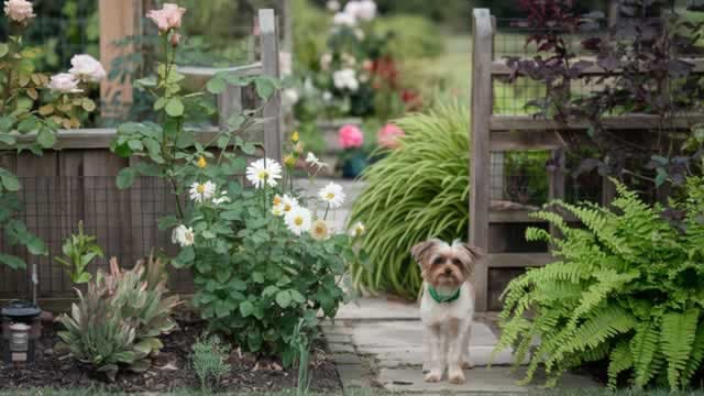 Are Investors Undervaluing Central Garden & Pet (CENTA) Right Now?
