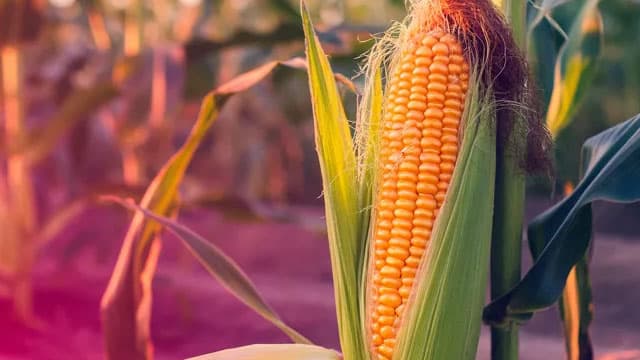 U.S. Farmers Plan to Plant Less Corn in 2026. The Iran War Is One Reason.