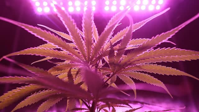 Marijuana Stocks Expand Beyond Traditional Cannabis Companies