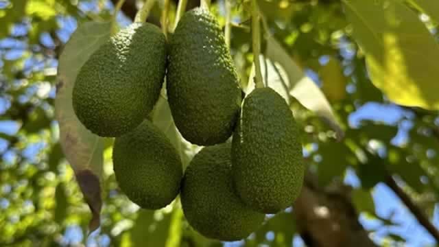 How Much Are Pricing Gains Boosting Mission Produce's Results?