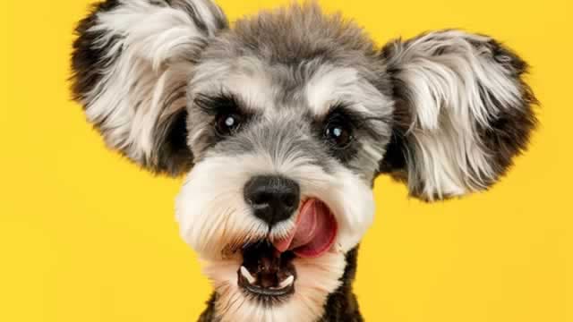 Should Value Investors Buy Central Garden & Pet (CENT) Stock?