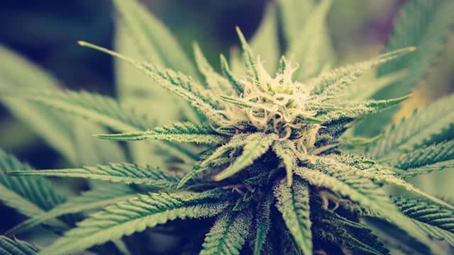 Tilray Brands Q1 Earnings Call Highlights