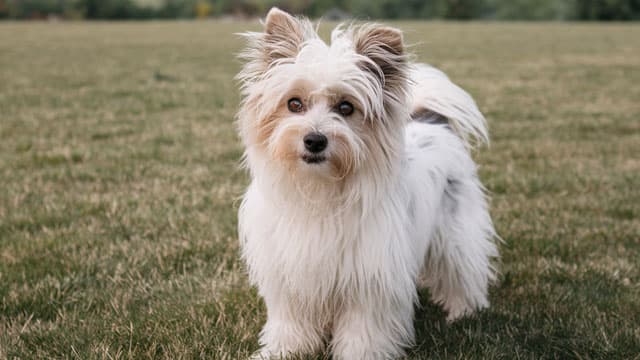 U.S. Pet Insurance Direct Premiums Written Hit Record High In Q1'26