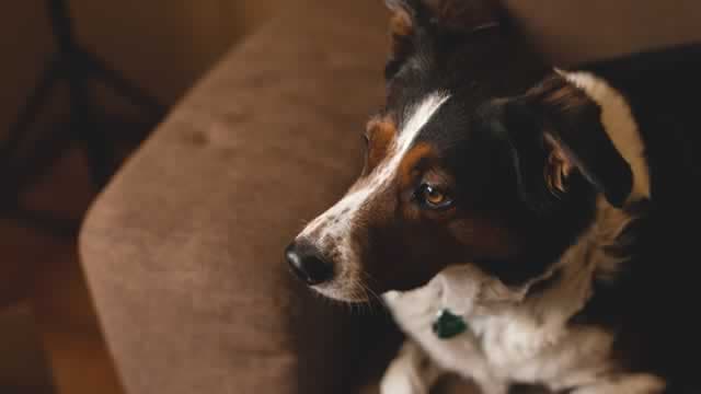 Central Garden & Pet Company Ups Share Buyback Authorization