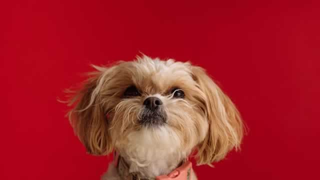 Here's Why Central Garden (CENT) is a Strong Momentum Stock