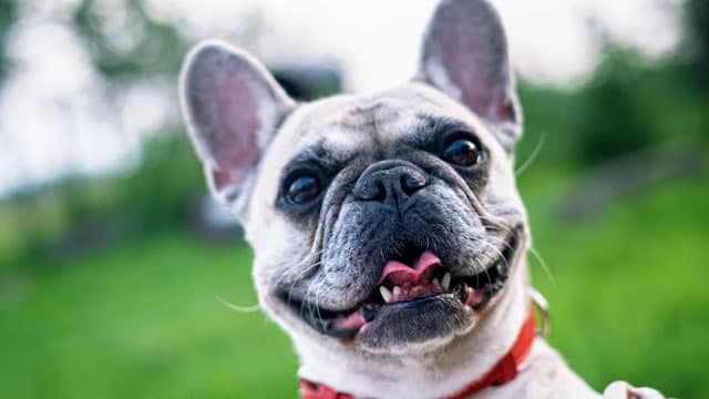 Chewy Drops 10%, Then Rebounds 3%: What's Happening After Earnings?