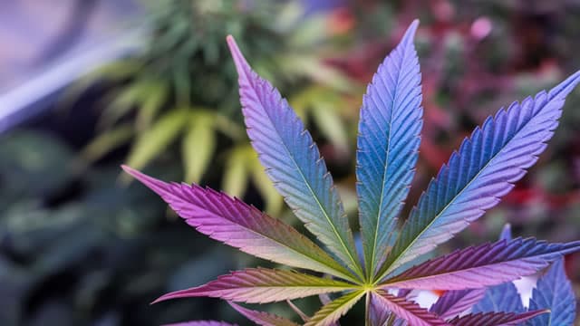 Are Medical Stocks Lagging Cronos Group (CRON) This Year?