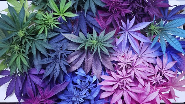 Tilray Q1: Not Looking Good, Remains A 'Hold'