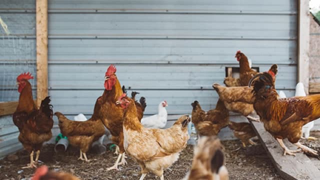 Pilgrim's Pride Fourth-Quarter Profit Slides, Hurt by Challenging Commodity Trends