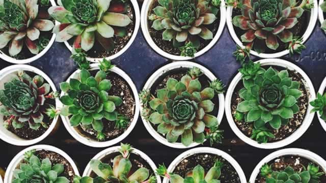 Is Central Garden & Pet (CENTA) Outperforming Other Consumer Discretionary Stocks This Year?